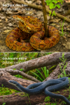 Pantherophis guttatus (Serpent des blés) et Coluber constrictor (Couleuvre noire) en action dans leur milieu naturel, avec leurs noms français et scientifiques visibles, format 1025x1536