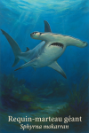 Requin-marteau gant (Sphyrna mokarran) en action dans son milieu naturel, format 1025x1536, avec noms Franais et scientifique