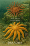 Illustration of Heliaster cumingi (Étoile Heliaster) and Pycnopodia helianthoides (Étoile de mer tournesol) in action in their natural habitat, labeled with both French and scientific names