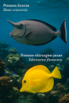 Illustration of two tropical fish in their natural coral reef habitat: Naso unicornis (Poisson-licorne) and Zebrasoma flavescens (Poisson-chirurgien jaune). The Naso unicornis has a unicorn-like horn and a bluish-gray body, while the Zebrasoma flavescens is bright yellow with a disc-shaped body. Both fish are swimming actively among colorful corals and marine plants. Include their French and scientific names in the image.