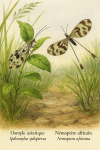 Illustration of Spilosmylus spilopterus (Osmyle asiatique) and Nemoptera africana (Némoptère africain) in action in their natural habitat, with their French and scientific names displayed. Format: 1025x1536