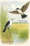 Illustration of a Moucherolle  tte noire (Arundinicola leucocephala) and a Tyran des savanes (Tyrannus savana) in action in their natural habitat, with their French and scientific names included in the image
