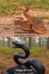 Masticophis flagellum (Couleuvre fouet) et Drymarchon couperi (Indigo de l’Est) en action dans leur milieu naturel, format 1025x1536, avec leurs noms français et scientifiques visibles
