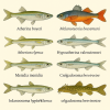 dessine moi 6 Atheriniformes (poissons) d'espces diffrentes en couleurs sur fond clair en format 1024*1024 et leurs noms scientifique seulement.