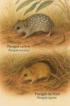 dessine moi un Planigale maculata (Planigale tacheté) et un Planigale ingrami : (Planigale du Nord) en action dans leur milieu naturel dans un format de 1025*1536 avec leurs noms Français et scientifique