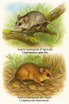Illustration of Cryptonanus agricolai (Souris marsupiale dAgricola) and Cryptonanus chacoensis (Souris marsupiale du Chaco) in action in their natural habitat. The image should be in 1025x1536 format and include both their French and scientific names.