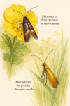 Micropterix calthella (Micropteryx des populages) et Micropterix aruncella (Micropteryx des prairies) en action dans leur milieu naturel, illustrés avec leurs noms français et scientifiques, dans un format de 1025x1536