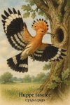 Draw a Hoopoe (Upupa epops) in action in its natural habitat, with its French and scientific names displayed.
