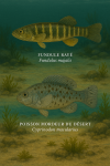 Draw a Fundule rayé (Fundulus majalis) and a Poisson mordeur du désert (Cyprinodon macularius) in action in their natural habitat, with their French and scientific names displayed.
