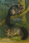 Trichosurus vulpecula (Phalanger-renard commun) et Trichosurus caninus (Phalanger-renard à queue touffue) en action dans leur milieu naturel, illustrés avec leurs noms français et scientifiques, dans un format de 1025x1536