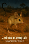 dessine un Gerboise marsupiale, ou kultarr (Antechinomys laniger) en action dans son milieu naturel avec son nom français et scientifique