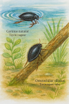 Illustration of Gyrinus natator (gyrin nageur) and Orectochilus villosus (tourniquet velu) in action in their natural aquatic habitat, labeled with both their French and scientific names, in a 1025x1536 format