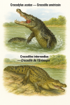 Illustration of Crocodylus acutus (Crocodile américain) and Crocodylus intermedius (Crocodile de l'Orénoque) in action in their natural habitat, labeled with both French and scientific names