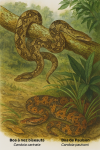 Illustration d'un Candoia carinata (Boa à nez biseauté) et d'un Candoia paulsoni (Boa de Paulson) en action dans leur milieu naturel, avec leurs noms français et scientifiques visibles, format 1025x1536