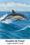 Un dauphin de Fraser (Lagenodelphis hosei) nageant rapidement en groupe dans les eaux tropicales profondes, avec des vagues dynamiques, des reflets bleutés et quelques poissons tropicaux autour. Le dauphin est reconnaissable par sa silhouette compacte, son bec court, sa coloration gris foncé sur le dos et blanc sur le ventre, avec une bande sombre entre l'œil et la nageoire. Le nom 'Dauphin de Fraser' et 'Lagenodelphis hosei' sont inscrits élégamment dans un coin de l'image.