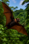 Grand renard volant des Palaos (Pteropus pilosus) en action dans son milieu naturel, avec les noms Franais et scientifique visibles