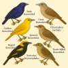 Dessine moi des 6 Ptilonorhynchoids (Passeriformes) d'espces diffrentes en couleurs sur fond clair en format 1024*1024 et leurs noms scientifique seulement.