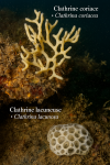 Clathrina coriacea (Clathrine coriace) and Clathrina lacunosa (Clathrine lacuneuse) in action in their natural habitat, labeled with both French and scientific names, in a 1025x1536 format