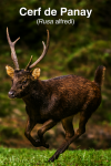 Cerf de Panay (Rusa alfredi) en action dans son habitat naturel, format 1025x1536, avec les noms franais et scientifique visibles