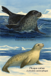Illustration d'un Phoque de Weddell (Leptonychotes weddellii) et d'un Phoque crabier (Lobodon carcinophagus) en action dans leur habitat naturel, avec leurs noms français et scientifiques visibles, format 1025x1536