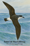 Ptrel de MacGillivray (Pterodroma macgillivrayi) en action dans son milieu naturel, avec son nom franais et scientifique visible, format 1025x1536