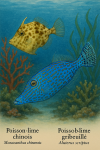 Draw a Chinese filefish (Monacanthus chinensis) and a Scribbled filefish (Aluterus scriptus) in action in their natural habitat, with their French and scientific names displayed.