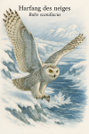 Harfang des neiges (Bubo scandiacus) en action dans leur milieu glacial, format 1025x1536, avec leurs noms Français et scientifique