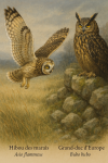 Draw a Short-eared Owl (Asio flammeus) and a Eurasian Eagle-Owl (Bubo bubo) in action in their natural habitat, with their French and scientific names displayed.