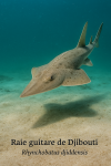 Raie guitare de Djibouti (Rhynchobatus djiddensis) en action dans son milieu naturel, avec son nom franais et scientifique visible