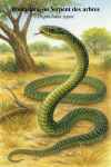 Dispholidus typus — Boomslang en action dans leur milieu naturel, avec les noms Français et scientifique visibles, format 1025x1536