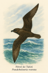 Un Ptrel de Tahiti (Pseudobulweria rostrata) en plein vol au-dessus de l'ocan Pacifique, avec des vagues et des les tropicales en arrire-plan. Le nom 'Ptrel de Tahiti' et 'Pseudobulweria rostrata' sont intgrs dans l'image.