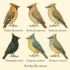 Dessine moi des 6 Bombycilloids (Passeriformes) d