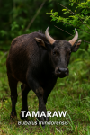 dessine un Bubalus mindorensis (Tamaraw) en action dans son habitat naturel, avec les noms 'Tamaraw' et 'Bubalus mindorensis' inclus dans l'image