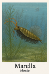 Marella, un arthropode préhistorique, représenté en action dans son milieu naturel aquatique du Cambrien, avec son nom français et scientifique visible dans l'image