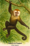 Capucin de Kaapori (Cebus kaapori) en action dans son habitat naturel, format 1025x1536, avec les noms franais et scientifique visibles