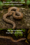 Illustration of Ungaliophis continentalis (Boa nain d’Amérique centrale) and Ungaliophis panamensis (Boa nain de Panama) in action in their natural habitat, labeled with both their French and scientific names