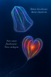 Dessine un Beroe abyssicola (Béroe des abysses) et un Neis cordigera (Neis cœur flamboyant) en action dans leur milieu naturel, avec leurs noms français et scientifiques visibles. Format 1025x1536.