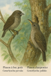 Illustration of Camarhynchus parvulus (le pinson à bec petit) and Camarhynchus pallidus (le pinson charpentier) in action in their natural habitat, with their French and scientific names displayed. Format: 1025x1536.