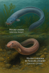 Illustration de deux myxines dans leur habitat naturel :
1. Eptatretus burgeri — Myxine côtière, représentée en train de se nourrir sur le fond marin sablonneux, avec son nom français et scientifique inscrit.
2. Eptatretus cirrhatus — Myxine commune de Nouvelle-Zélande, représentée en train de produire du mucus défensif dans une crevasse rocheuse, avec son nom français et scientifique inscrit.
Format de l'image : 1025x1536