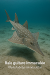 Raie guitare immacule (Rhynchobatus immaculatus) en action dans son milieu naturel, avec son nom franais et scientifique visible