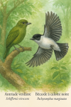 dessine moi un(e)Antriade verdtre (Schiffornis virescens)
Bcarde  calotte noire (Pachyramphus marginatus)
 en action dans leur milieu naturel dans un format de 1025*1536 avec leurs noms Franais et scientifique