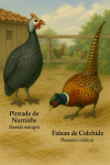 Draw a Numidian guinea fowl (Numida meleagris) and a common pheasant (Phasianus colchicus) in a barnyard setting, actively interacting in their natural environment. Include their scientific and French names.