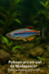 Draw a Madagascar Rainbowfish (Bedotia madagascariensis) in action in its natural habitat, with its French and scientific names displayed.