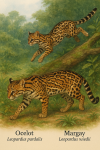 Un ocelot (Leopardus pardalis) et un margay (Leopardus wiedii) en pleine action dans leur habitat naturel — une forêt tropicale dense. L'ocelot bondit sur une branche tandis que le margay grimpe agilement à un arbre. Leurs noms français et scientifiques sont intégrés dans l'image.
