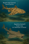 Illustration of two angel sharks in their natural habitat: Squatina japonica (Requin-ange japonais) and Squatina dumeril (Requin-ange de l’Atlantique occidental). The scene shows both species in action underwater, with realistic marine surroundings. Each shark is labeled with its French and scientific name. Image format: 1025x1536.