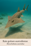 Raie guitare australienne (Rhynchobatus australiae) en action dans son milieu naturel, avec son nom franais et scientifique visible