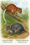 Phalanger orientalis (Couscous oriental) et Phalanger gymnotis (Couscous à queue nue) en action dans leur milieu naturel, avec leurs noms français et scientifiques visibles, format 1025x1536