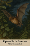 Une Pipistrelle de Sturdee (Pipistrellus sturdeei) en vol dans son habitat naturel forestier, avec son nom franais et scientifique intgr dans l'image
