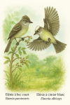 Dessine un Elnie  bec court (Elaenia parvirostris) et un Elnie  cimier blanc (Elaenia albiceps) en action dans leur milieu naturel. L'image doit tre au format 1025x1536 et inclure leurs noms en franais et en latin.