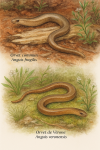 Anguis fragilis (Orvet commun) et Anguis veronensis (Orvet de Vérone) en action dans leur milieu naturel, avec leurs noms français et scientifiques visibles, format 1025x1536